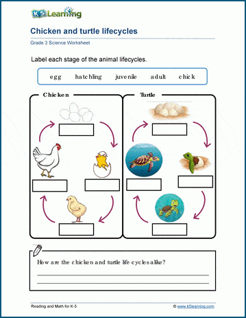 3rd grade science homework