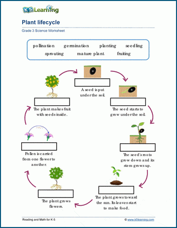 plant life cycles worksheets k5 learning