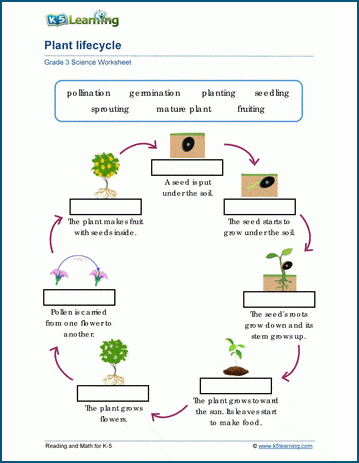 Plant life cycles worksheets