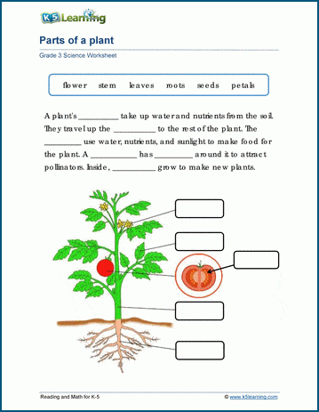 Parts of a plant worksheet