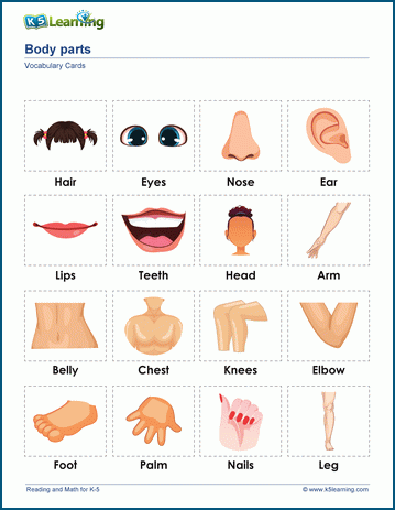 Body parts vocabulary & vocabulary cards worksheet